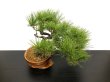 Photo7: Pinus densiflora / Red Pine, Akamatsu / Middle size Bonsai  (7)