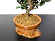 Photo6: Chamaecyparis obtusa / Hinoki cypress "Sekka" / Middle size Bonsai  (6)