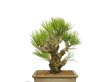 Photo2: Pinus thunbergii / Black Pine, Kuromatsu "Nishikimatsu" / Small size Bonsai (2)