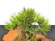 Photo5: Pinus thunbergii / Black Pine, Kuromatsu "Nishikimatsu" / Small size Bonsai (5)