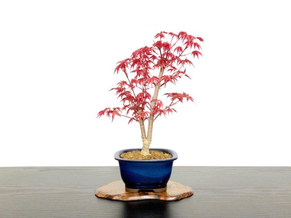 Photo1: Acer palmatum / Japanese Maple, Momiji "Deshojo" / Middle size Bonsai  (1)