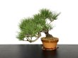 Photo5: Pinus densiflora / Red Pine, Akamatsu / Middle size Bonsai  (5)