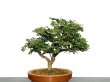 Photo2: Chamaecyparis obtusa / Hinoki cypress "Tsuyama" / Small size Bonsai  (2)