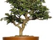 Photo3: Chamaecyparis obtusa / Hinoki cypress "Tsuyama" / Small size Bonsai  (3)