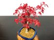 Photo5: Acer palmatum / Japanese Maple, Momiji "Deshojo" / Middle size Bonsai  (5)