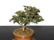 Photo4: Chamaecyparis obtusa / Hinoki cypress "Tsuyama" / Small size Bonsai  (4)