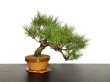 Photo3: Pinus densiflora / Red Pine, Akamatsu / Middle size Bonsai  (3)