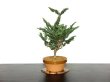 Photo1: Chamaecyparis obtusa / Hinoki cypress "Sekka" / Middle size Bonsai  (1)