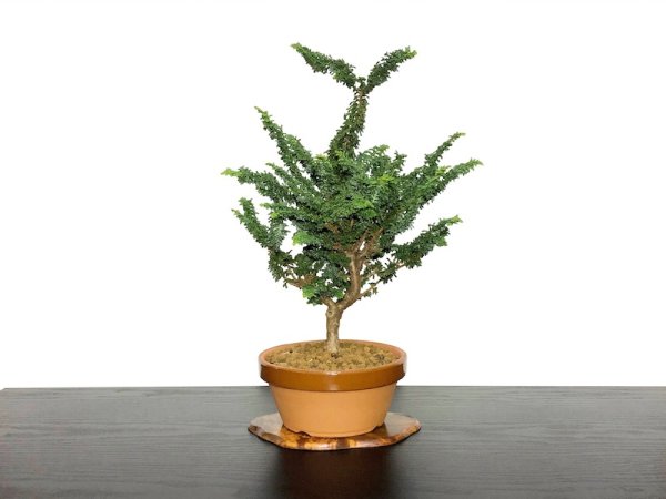 Photo1: Chamaecyparis obtusa / Hinoki cypress "Sekka" / Middle size Bonsai  (1)