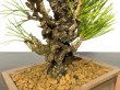 Photo4: Pinus thunbergii / Black Pine, Kuromatsu "Nishikimatsu" / Small size Bonsai (4)