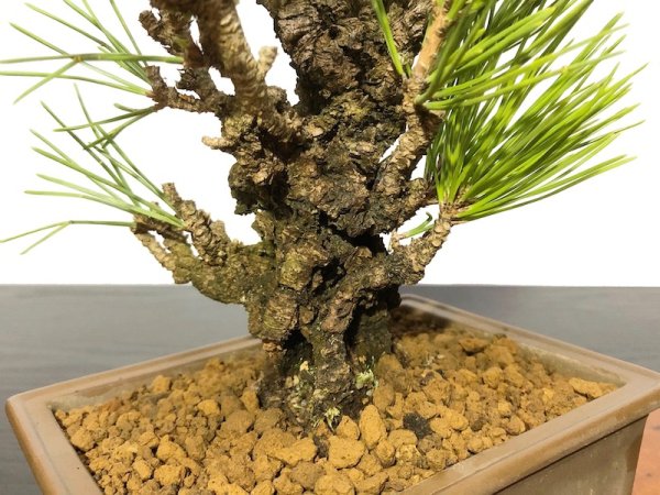 Photo4: Pinus thunbergii / Black Pine, Kuromatsu "Nishikimatsu" / Small size Bonsai (4)