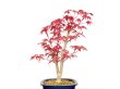 Photo3: Acer palmatum / Japanese Maple, Momiji "Deshojo" / Middle size Bonsai  (3)