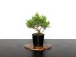 Photo1: Juniperus chinensis / Japanese Juniper, Shimpaku / Small size Bonsai  (1)