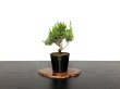 Photo1: Juniperus chinensis / Japanese Juniper, Shimpaku / Small size Bonsai  (1)