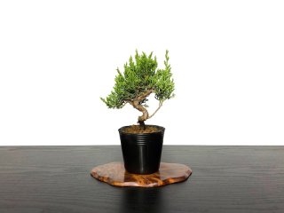Small size bonsai - FROM JAPAN