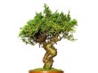 Photo2: Juniperus chinensis / Japanese Juniper, Shimpaku / Small size Bonsai  (2)