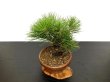 Photo7: Pinus thunbergii / Black Pine, Kuromatsu / Small size Bonsai  (7)