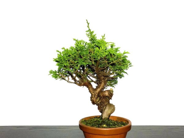 Photo4: Juniperus chinensis / Japanese Juniper, Shimpaku / Small size Bonsai (4)