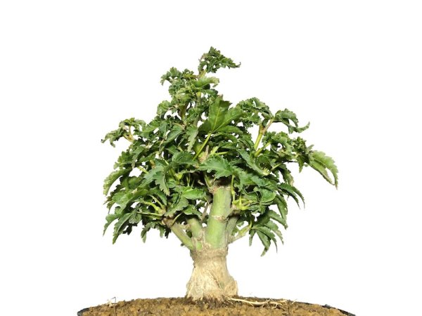 Photo5: Acer palmatum / Japanese Maple, Momiji "Shishigashira" / Small size Bonsai (5)
