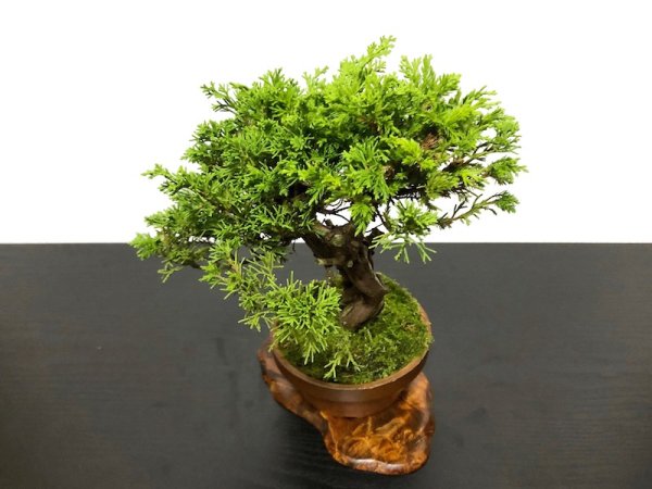 Photo6: Juniperus chinensis / Japanese Juniper, Shimpaku / Small size Bonsai  (6)