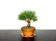 Photo1: Pinus thunbergii / Black Pine, Kuromatsu / Small size Bonsai  (1)