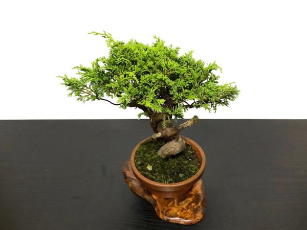 Photo7: Juniperus chinensis / Japanese Juniper, Shimpaku / Small size Bonsai (7)