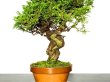 Photo3: Juniperus chinensis / Japanese Juniper, Shimpaku / Small size Bonsai  (3)