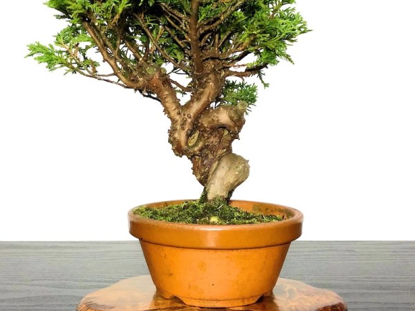 Photo3: Juniperus chinensis / Japanese Juniper, Shimpaku / Small size Bonsai (3)