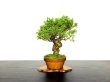 Photo1: Juniperus chinensis / Japanese Juniper, Shimpaku / Small size Bonsai  (1)