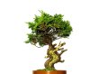 Photo2: Juniperus chinensis / Japanese Juniper, Shimpaku / Middle size Bonsai (2)