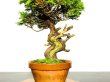 Photo3: Juniperus chinensis / Japanese Juniper, Shimpaku / Middle size Bonsai (3)