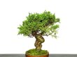 Photo4: Juniperus chinensis / Japanese Juniper, Shimpaku / Small size Bonsai  (4)