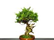 Photo4: Juniperus chinensis / Japanese Juniper, Shimpaku / Middle size Bonsai (4)