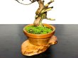 Photo5: Juniperus chinensis / Japanese Juniper, Shimpaku / Middle size Bonsai (5)