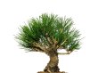 Photo2: Pinus thunbergii / Black Pine, Kuromatsu / Small size Bonsai  (2)