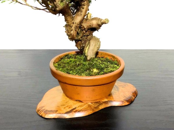 Photo5: Juniperus chinensis / Japanese Juniper, Shimpaku / Small size Bonsai (5)