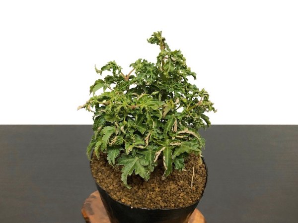 Photo6: Acer palmatum / Japanese Maple, Momiji "Shishigashira" / Small size Bonsai (6)