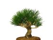 Photo4: Pinus thunbergii / Black Pine, Kuromatsu / Small size Bonsai  (4)