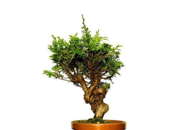 Photo2: Juniperus chinensis / Japanese Juniper, Shimpaku / Small size Bonsai (2)