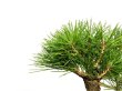 Photo6: Pinus thunbergii / Black Pine, Kuromatsu / Small size Bonsai  (6)