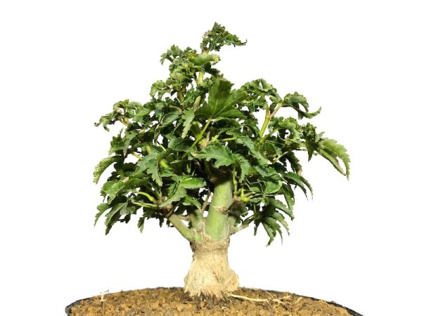 Photo2: Acer palmatum / Japanese Maple, Momiji "Shishigashira" / Small size Bonsai (2)