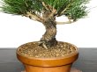 Photo3: Pinus thunbergii / Black Pine, Kuromatsu / Small size Bonsai  (3)