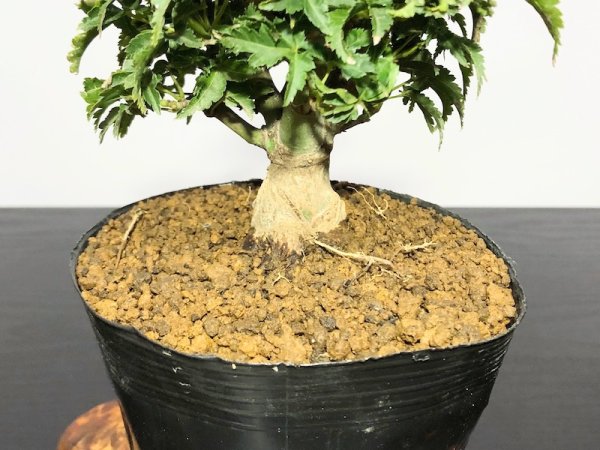 Photo4: Acer palmatum / Japanese Maple, Momiji "Shishigashira" / Small size Bonsai (4)