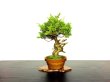 Photo1: Juniperus chinensis / Japanese Juniper, Shimpaku / Middle size Bonsai (1)