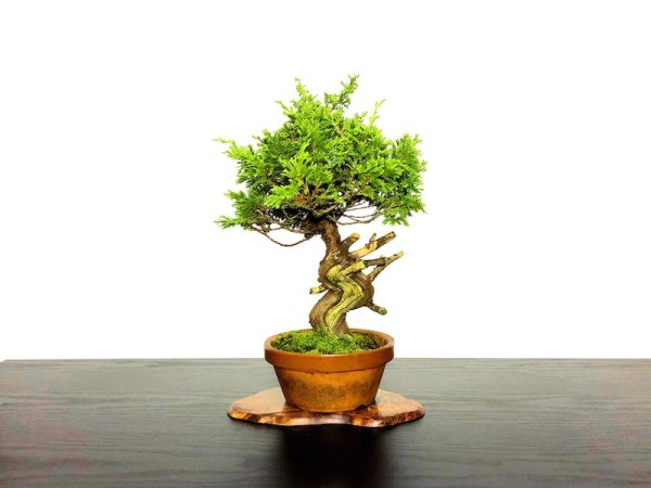 Photo1: Juniperus chinensis / Japanese Juniper, Shimpaku / Middle size Bonsai (1)