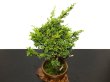 Photo6: Juniperus chinensis / Japanese Juniper, Shimpaku / Middle size Bonsai (6)