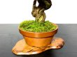 Photo5: Juniperus chinensis / Japanese Juniper, Shimpaku / Small size Bonsai  (5)