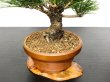 Photo5: Pinus thunbergii / Black Pine, Kuromatsu / Small size Bonsai  (5)