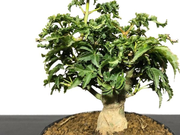 Photo3: Acer palmatum / Japanese Maple, Momiji "Shishigashira" / Small size Bonsai (3)