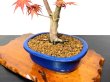 Photo5: Acer palmatum / Japanese Maple, Momiji "Seigen" / Middle size Bonsai  (5)